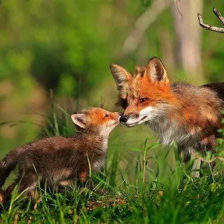 Детки 🦊