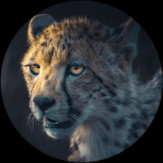 Deutsche Furries Ltd. (SFW)