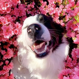 Dog's dream