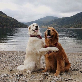 DOGS_Ховрино