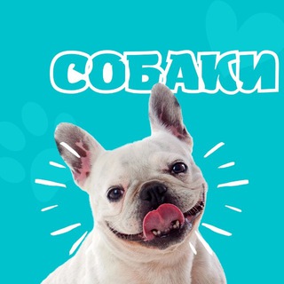 Собаки