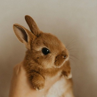 VIKTORIA 🐇