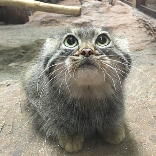 >ω<
