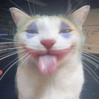 2д котятки