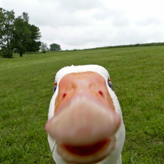 Educk