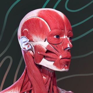 Easy Anatomy – приложение по анатомии