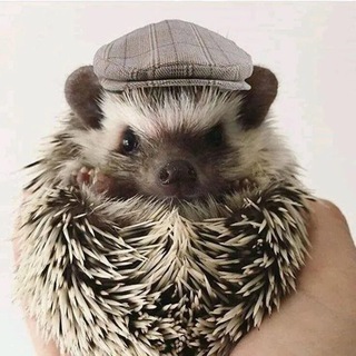 Ежиное гнездо 🦔