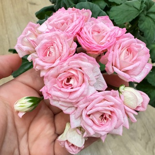 Садоводство с Еленой🌿🍅🌸🍓