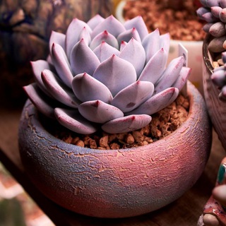 Endeva Succulents 🪴
