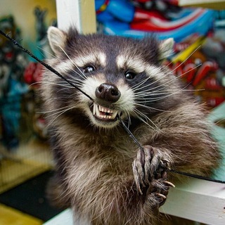 ЕНОТ 🦝 18+