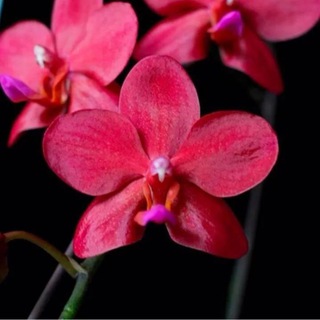 Excellence orchids Chat