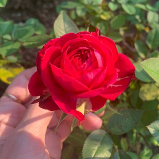 Фазенда🌻