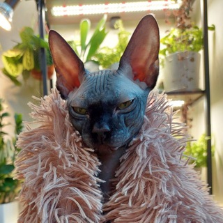 Fern_cat