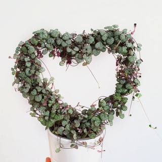 Ficus-vicky