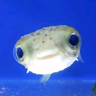 fish confessions