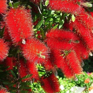 flovers_favorite
