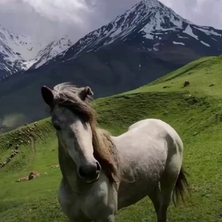 АВИТО КАВКАЗ | ДАГЕСТАН | ЧЕЧНЯ | ИНГУШЕТИЯ | ИЗБЕРБАШ | МАХАЧКАЛА | ДЕРБЕНТ | ХАСАВЮРТ | КИЗЛЯР | КАСПИЙСК | КИЗИЛЮРТ | БУЙНАКС