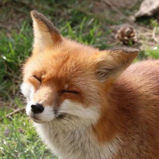 Лисач🦊🌴