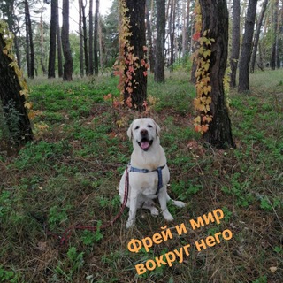 Frey_my_frey