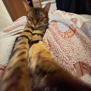 кот скуфик