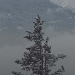 Fwdropie