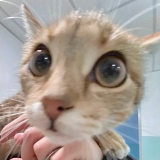 Кошка💘