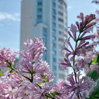 Горский мкр Ленинский район Новосибирск