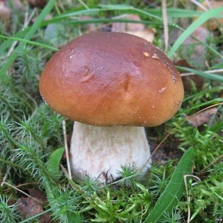 Грибы СПб и Ло🌲⛺️🌳🍄🦔