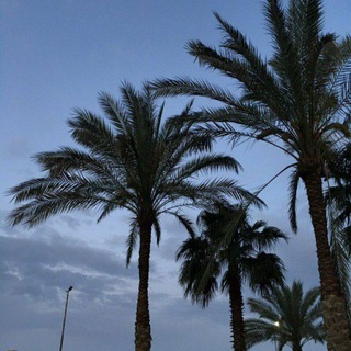 نخلة