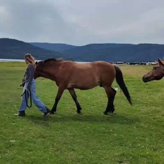 ХАЙ КРИС