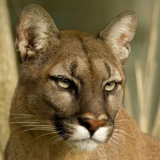 I am puma