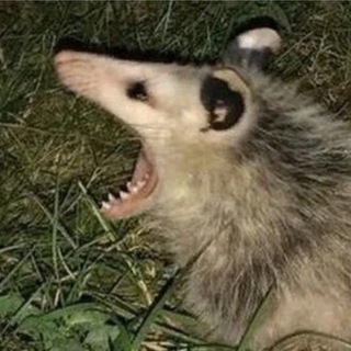 Бежит орет