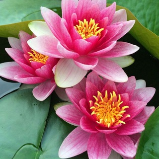 🌺ЛОТОС МАНИ🌺