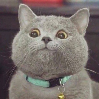 Invest Cat