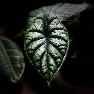 IRMA plants
