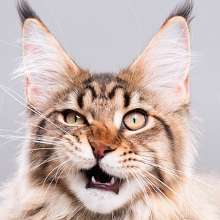 ITsCats