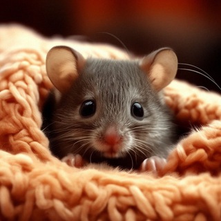 Вязальный Хомяк 🐹