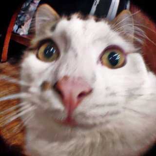 ЖМУРА и КОТЫ