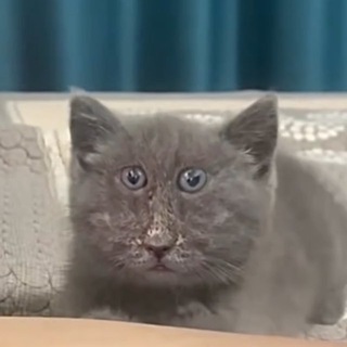 Жорно чат