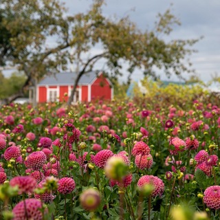 Фермерские цветы/JS Flowers Farm