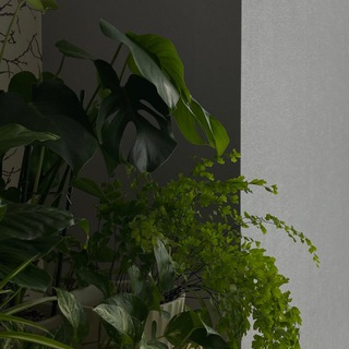 juli plants