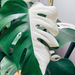 🌿 Helen's Jungle Sale 🌿