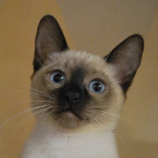 JustCats