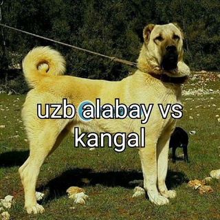 UZB ALABAY VS KANGAL ITLAR