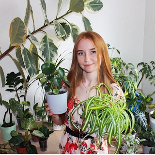 kasviplants