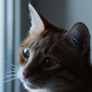 🐈kat