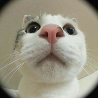катка