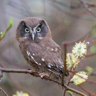 🦉OWL Katsy