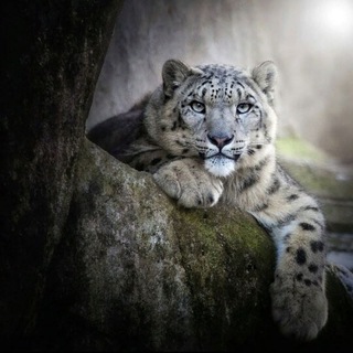 Priroda 🐅