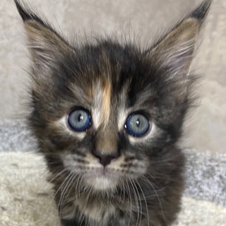 СТАРЫЙ КАНАЛ(kitten beads)